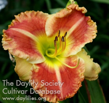 Daylily Red Whimsey